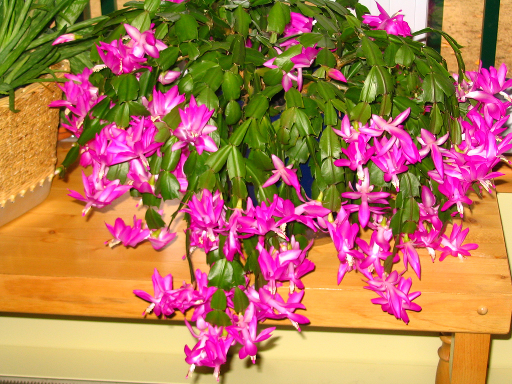 کاکتوس عید پاک